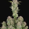 Bruce Banner autoblomstrende cannabisfrø med jordagtig aroma