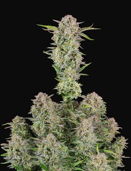 Bruce Banner autoblomstrende cannabisfrø med jordagtig aroma