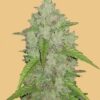 Original Amnesia Haze autoblomstrende cannabisfrø fra Fastbuds Seeds