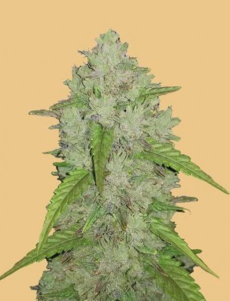 Original Amnesia Haze autoblomstrende cannabisfrø fra Fastbuds Seeds