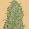 Original Jack Herer autoblomstrende cannabisfrø fra Fastbuds Seeds