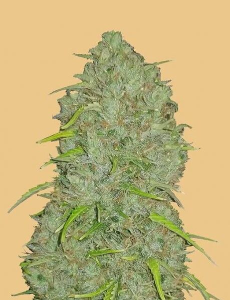 Original Jack Herer autoblomstrende cannabisfrø fra Fastbuds Seeds
