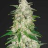 Gelato autoblomstrende cannabisfrø med sød og cremet smag
