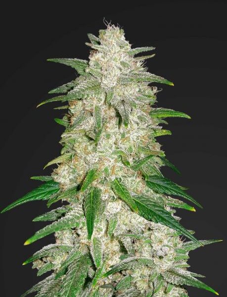 Gelato autoblomstrende cannabisfrø med sød og cremet smag