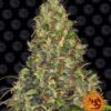 Amnesia Haze autoblomstrende skunkfrø fra Barneys Farm
