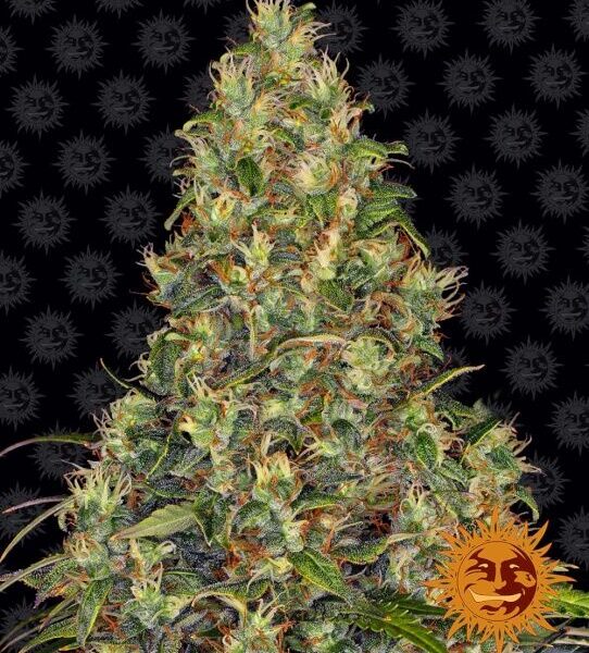 Amnesia Haze autoblomstrende skunkfrø fra Barneys Farm