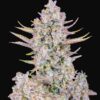 Purple Punch autoblomstrende cannabisfrø med drue- og bæraroma