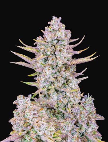 Purple Punch autoblomstrende cannabisfrø med drue- og bæraroma