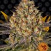 Banana Punch feminiserede skunkfrø fra Barneys Farm