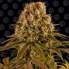 Strawberry Lemonade feminiserede skunkfrø fra Barneys Farm