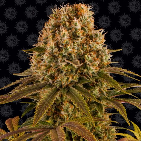 Strawberry Lemonade feminiserede skunkfrø fra Barneys Farm