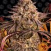 Blue Sunset Sherbert feminiserede skunkfrø fra Barneys Farm