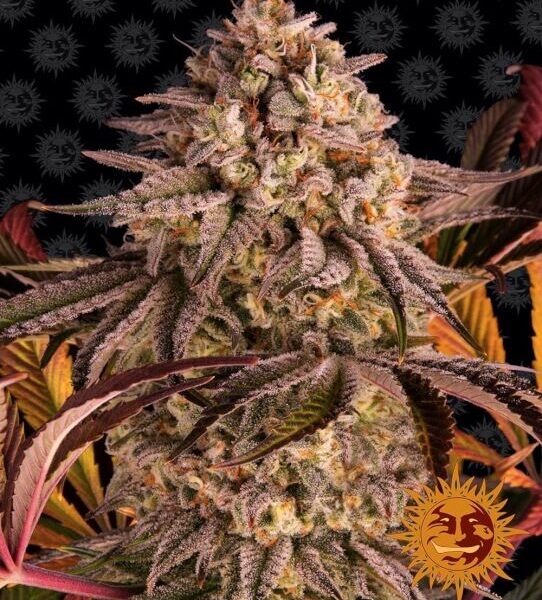 Blue Sunset Sherbert feminiserede skunkfrø fra Barneys Farm