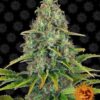 Blueberry Cheese autoblomstrende skunkfrø fra Barneys Farm