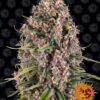 Blueberry Cheese feminiserede skunkfrø fra Barneys Farm