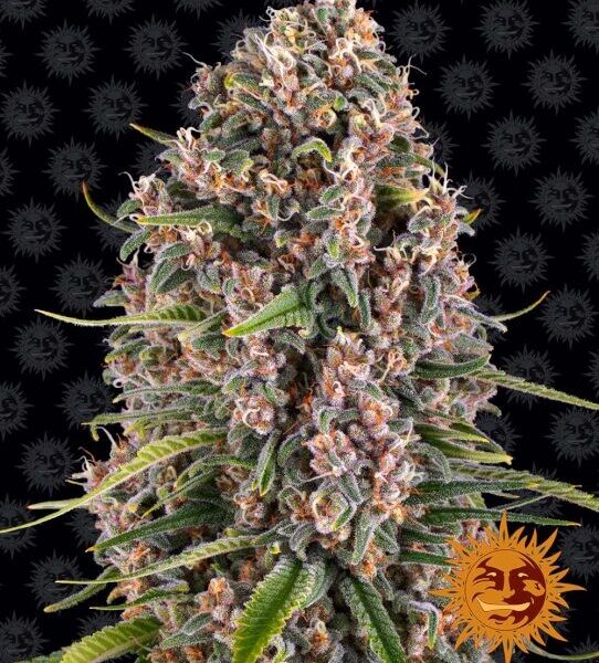 Blueberry Cheese feminiserede skunkfrø fra Barneys Farm