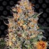 Bubba Kush feminiserede skunkfrø fra Barneys Farm