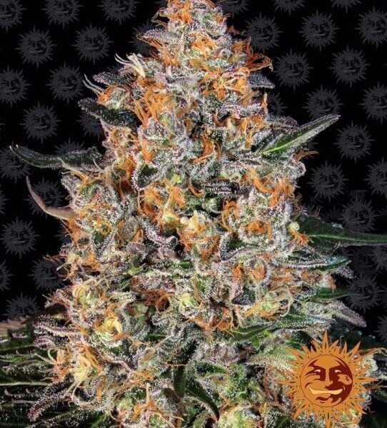 Bubba Kush feminiserede skunkfrø fra Barneys Farm