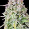 Original Afghan Kush autoblomstrende cannabisfrø fra Fastbuds Seeds