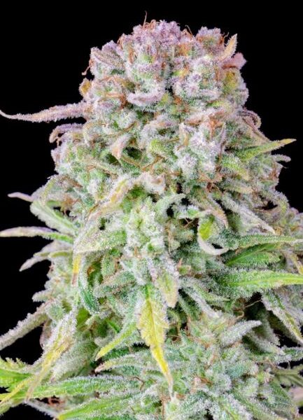 Original Afghan Kush autoblomstrende cannabisfrø fra Fastbuds Seeds