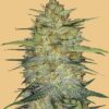Original OG Kush autoblomstrende cannabisfrø fra Fastbuds Seeds