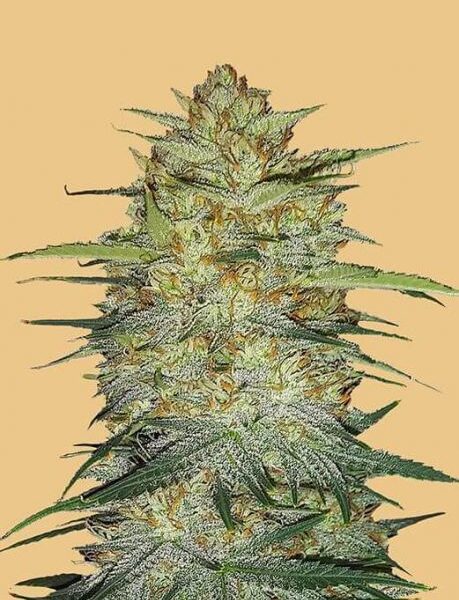 Original OG Kush autoblomstrende cannabisfrø fra Fastbuds Seeds