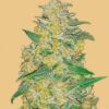 Original AK autoblomstrende cannabisfrø fra Fastbuds Seeds