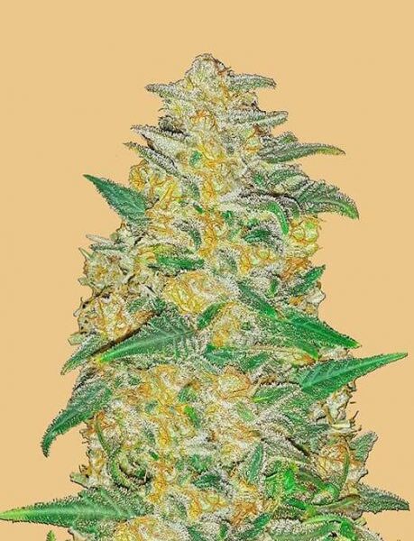 Original AK autoblomstrende cannabisfrø fra Fastbuds Seeds