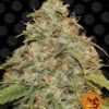 Lemon Potion CBD autoblomstrende skunkfrø fra Barneys Farm