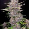 Strawberry Gorilla autoblomstrende cannabisfrø med jordbærduft