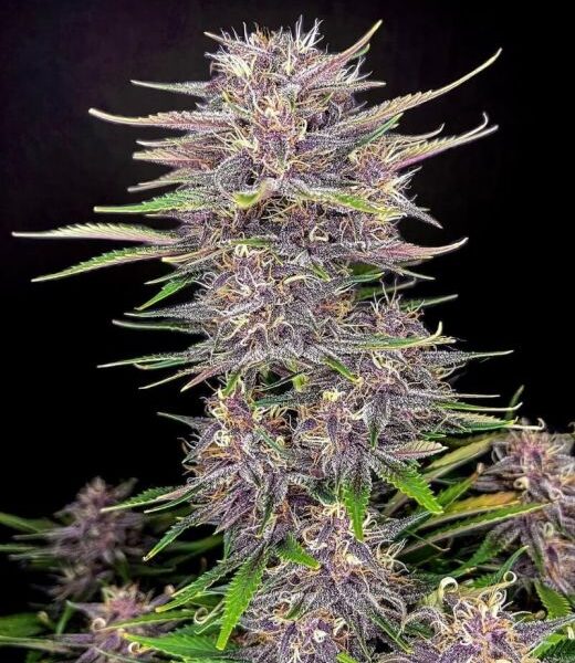Strawberry Gorilla autoblomstrende cannabisfrø med jordbærduft