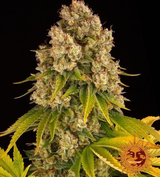 Cheese autoblomstrende skunkfrø fra Barneys Farm