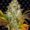 Cookies Kush autoblomstrende skunkfrø fra Barneys Farm