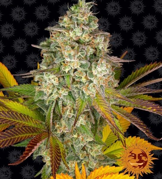 Cookies Kush autoblomstrende skunkfrø fra Barneys Farm