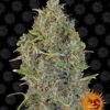 Critical Kush autoblomstrende skunkfrø fra Barneys Farm