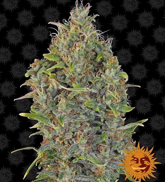 Critical Kush autoblomstrende skunkfrø fra Barneys Farm