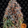 Critical Kush feminiserede skunkfrø fra Barneys Farm