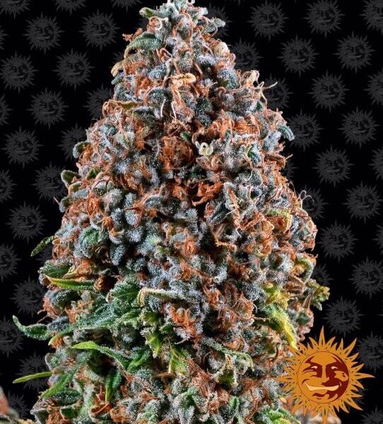 Critical Kush feminiserede skunkfrø fra Barneys Farm