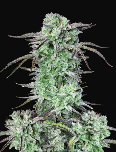 Strawberry Banana autoblomstrende cannabisfrø fra FastBuds