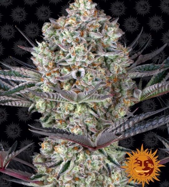 Dos Si Dos 33 feminiserede skunkfrø fra Barneys Farm
