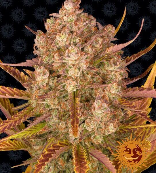 Dos Si Dos autoblomstrende skunkfrø fra Barneys Farm