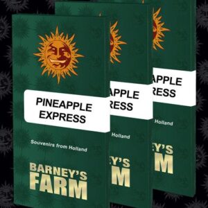 Pineapple Express feminiserede skunkfrø fra Barneys Farm