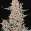 Ztrawberriez autoblomstrende cannabisfrø med jordbærduft