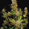 Apricot autoblomstrende cannabisfrø fra Fast Buds
