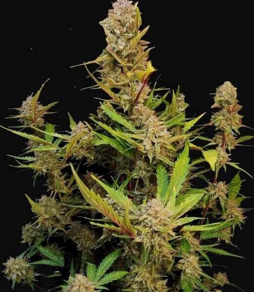 Apricot autoblomstrende cannabisfrø fra Fast Buds