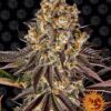 Gelato 45 feminiserede skunkfrø fra Barneys Farm