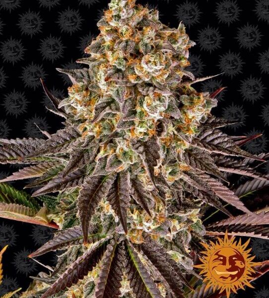 Gelato 45 feminiserede skunkfrø fra Barneys Farm