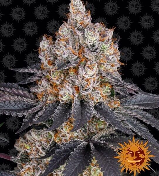 Gelato feminiserede skunkfrø fra Barneys Farm