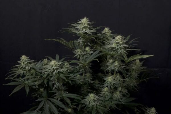 GG4 Sherbet autoblomstrende cannabisfrø fra Fast Buds