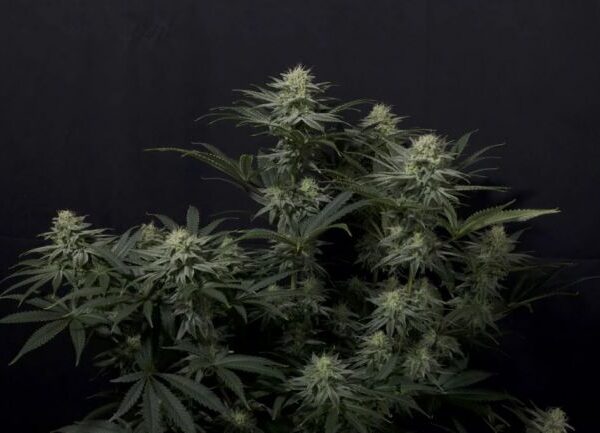 GG4 Sherbet autoblomstrende cannabisfrø fra Fast Buds